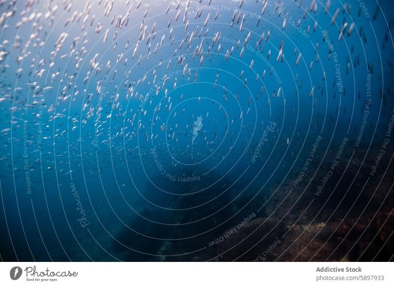 School of fish swimming over coral reef in clear blue water underwater school ocean marine aquatic sea life nature natural environment wildlife tranquility