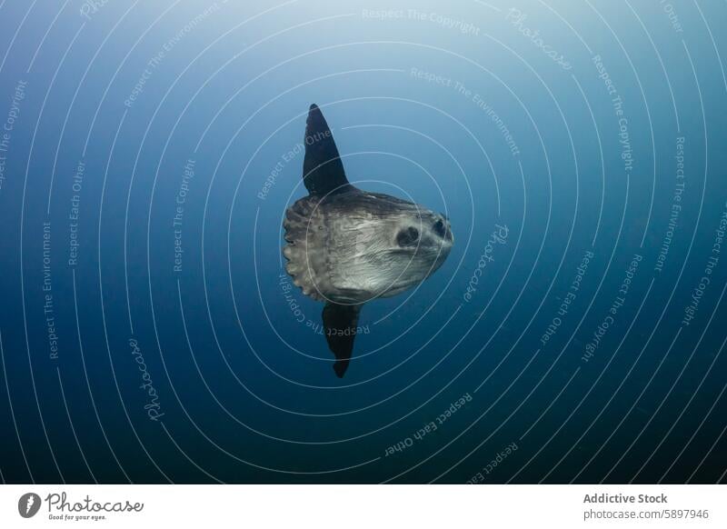 Mola mola, sunfish floating peacefully in open water mola mola ocean blue marine sea nature wildlife undersea aquatic fins large solitary swimming glide depth