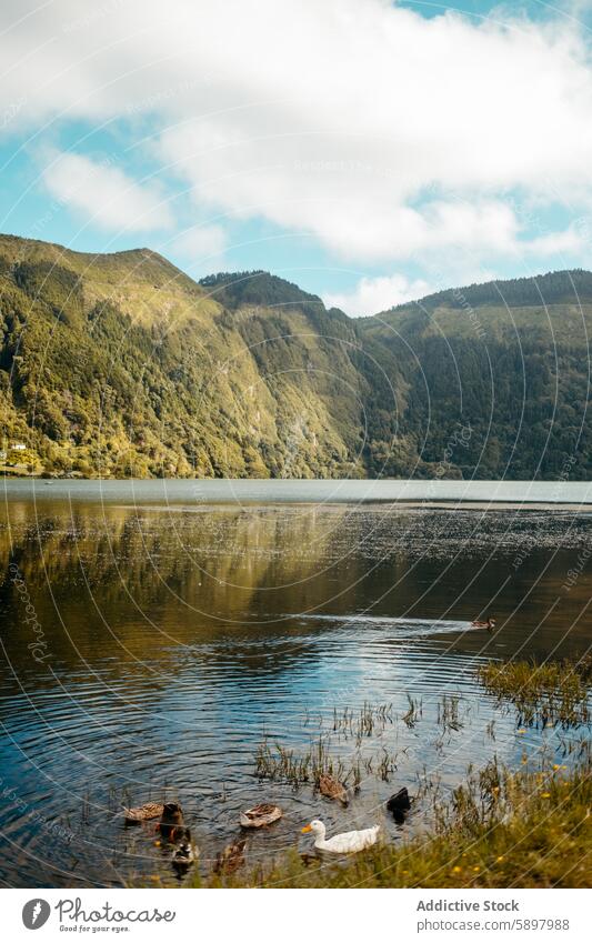 Serene lake with ducks and lush hills under a blue sky. sao miguel azores water serene tranquil peaceful nature landscape outdoor picturesque scenic beauty