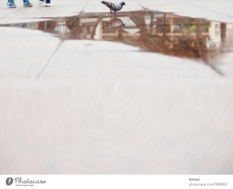 Reflections | Bird bath Child Feet 2 Human being Water Town Footwear Animal Wild animal Pigeon 1 Asphalt Puddle Line Paving tiles Stand mirror Colour photo