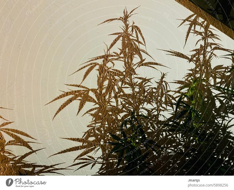 Solanaceous plant Cannabis Hemp Plant Balcony Dark Shadow Marijuana med Medication Extend Wall (building)