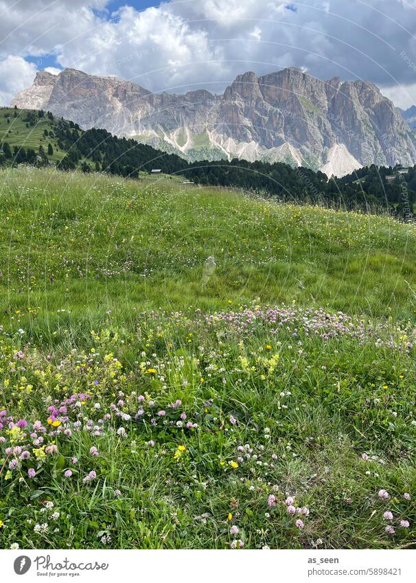 on the mountain pasture Alpine pasture South Tyrol mountains alpine landscape Italy Meadow Landscape Mountain Alps Nature Hiking Vacation & Travel Sky Rock Peak