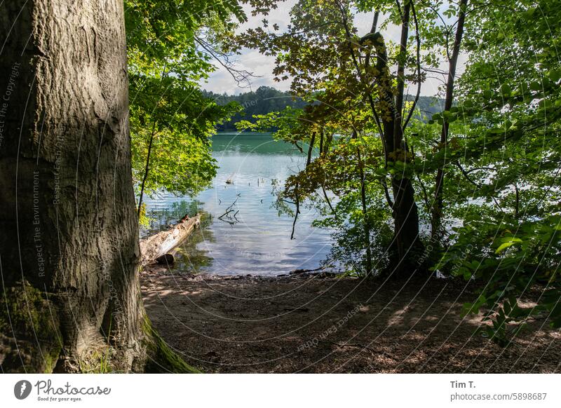 At the lake liepnitzsee Summer Lakeside Nature Water Exterior shot Colour photo Landscape Day Environment Deserted Calm Sky Idyll Forest Brandenburg