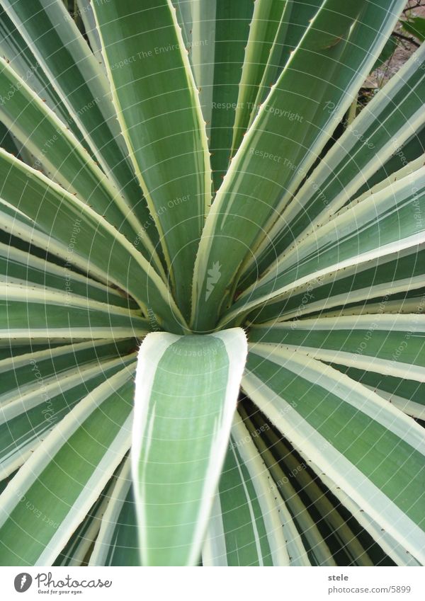 Cactus - Agave Plant