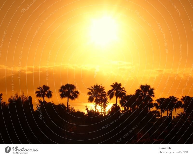 canary sunrise Palm tree Sunrise Sunset Vacation & Travel Canaries Ocean Summer Celestial bodies and the universe Morning holiday