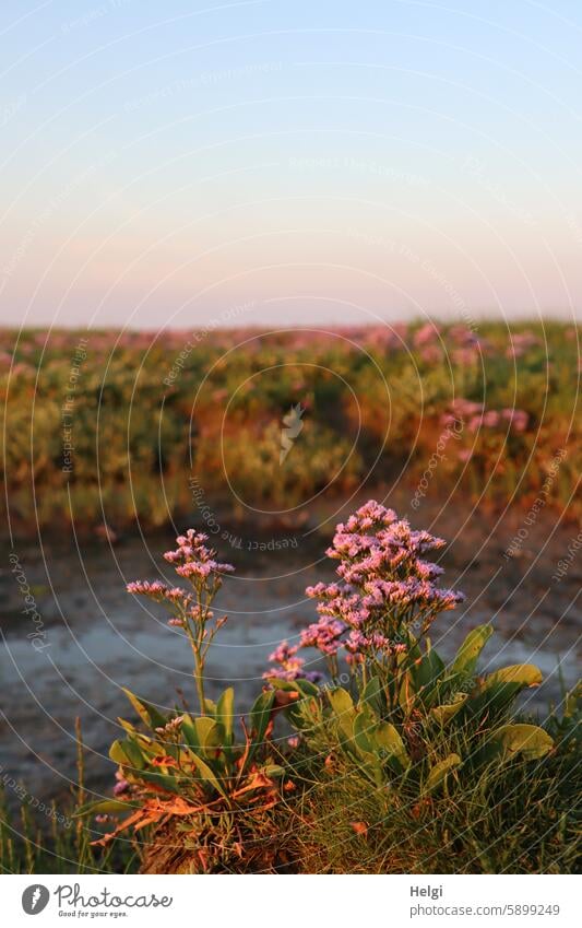 Hallig Gröde | Sand lilac (Limonium vulgare) in the evening light Marsh rosemary Halligflieder Sea lavender half shrub inflorescence Evening sun Sunlight Sky