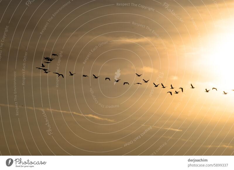 Here we go. The flock of birds had gathered in the fall. Destination - heading south. Birds in the sky Freedom Flight of the birds Flying Wild animal