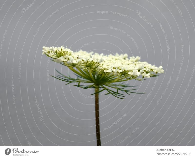 Flowering of a wild carrot bloom Wild carrot Wild carrot blossom Plant Blossom Nature Wild plant meadow plant Meadow flower Summer Green silhuette Blossoming