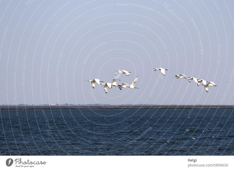 Hallig Gröde | Flying spoonbills over the North Sea White spoonbill Bird Flock of birds Sky Ocean Water Nature Exterior shot Animal Wild animal