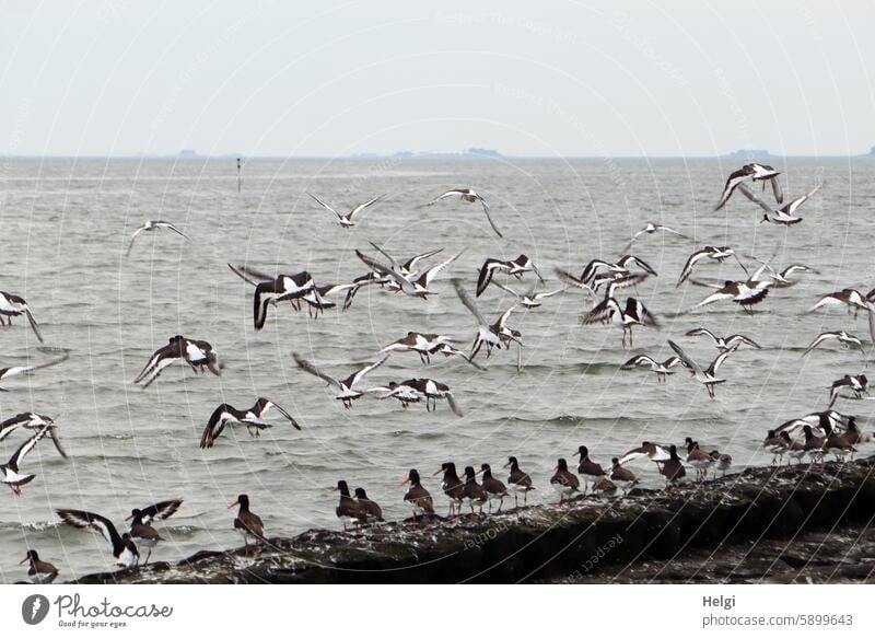 Hallig Gröde | many flying and standing oystercatchers on the stone shore birds Many Oyster catcher seabird Stand Flying Water Ocean North Sea reverberant