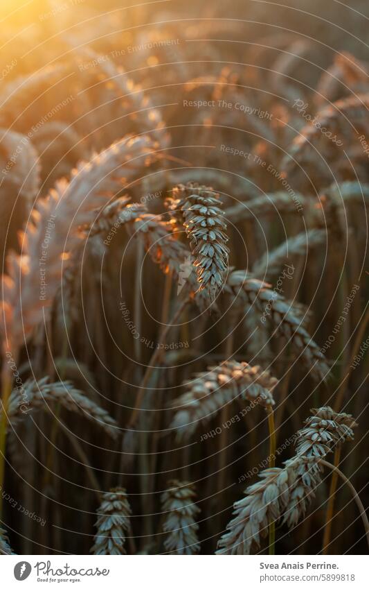 Cereals in the sun Grain Wheat Wheatfield Wheat ear bokeh Sunlight Sunset sun reflection Nature naturally Close-up Nature reserve Sunsets Light Back-light