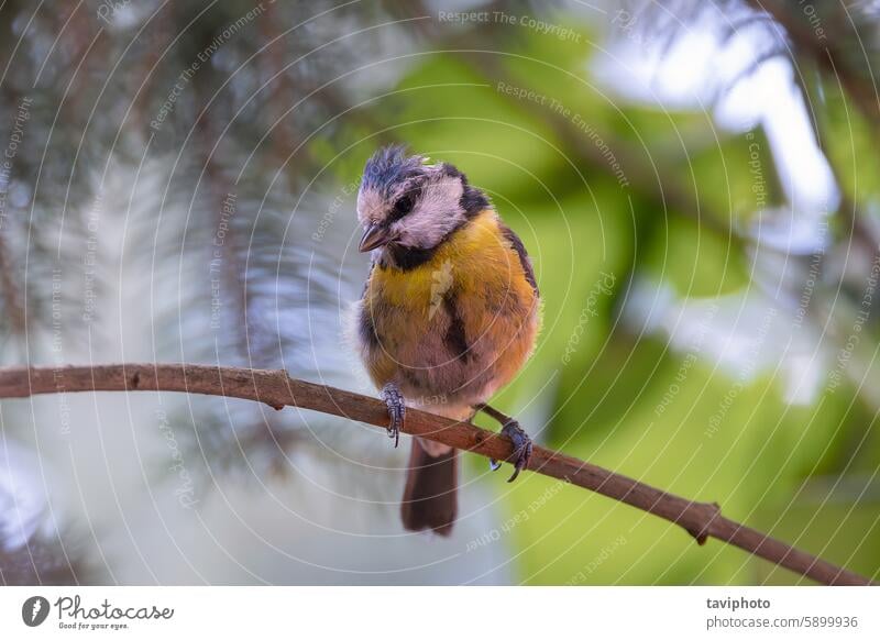 cute juvenile blue tit in the garden animal avian beautiful birding birdwatching branch british bird caeruleus closeup colorful cute bird cyanistes