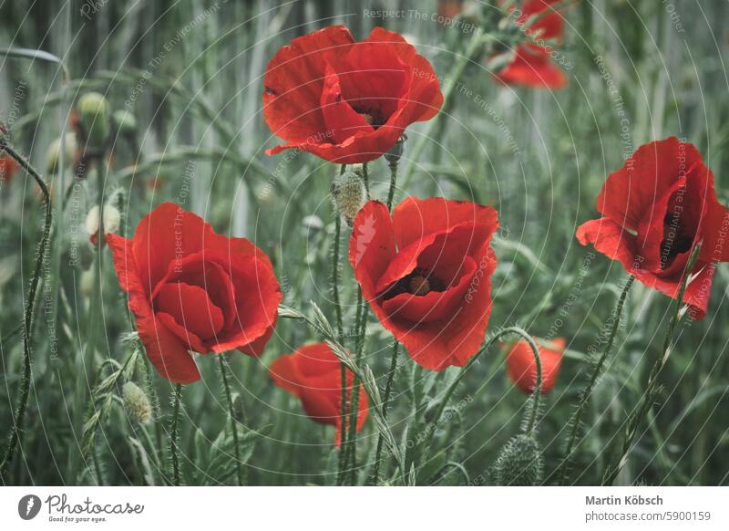 Corn poppy in a cornfield with red petals. Red splashes of color in green surroundings Summer flower summer day soft nature red poppy plant grass summer flowers