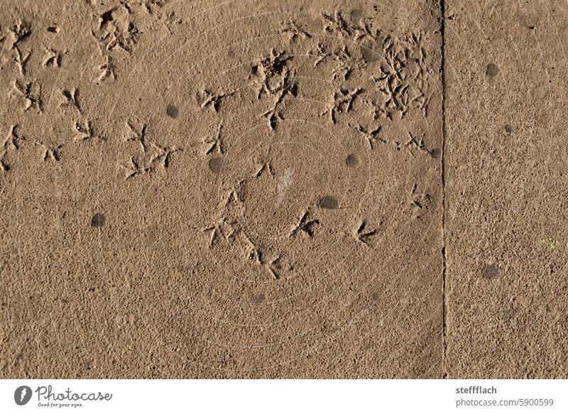 Bird's footprints on freshly poured concrete Bird Footprints birds Bird footprint Animal Nature Exterior shot Deserted Concrete Colour photo Day Gray