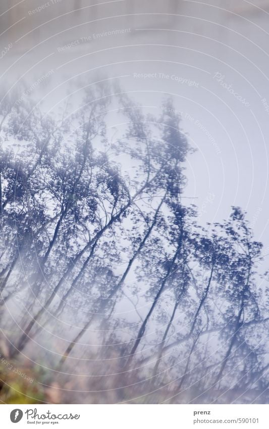 blue reflection Environment Nature Landscape Plant Tree Bushes Blue Gray Winter Twig Experimental Day Reflection Central perspective