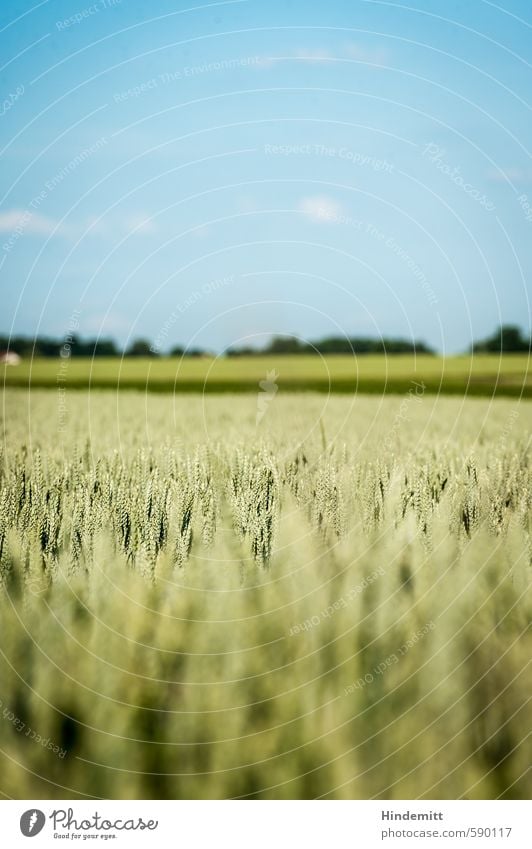 Summer is, ... Environment Nature Sky Clouds Climate Climate change Beautiful weather Plant Agricultural crop Wheat Crops Barley Grain Ear of corn Field Forest