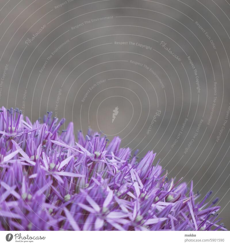 Flower ball in violet ornamental garlic Blossom Garden Violet Blossoming Wonder ball allium Spring purple naturally Close-up Nature Park Round Sphere spherical