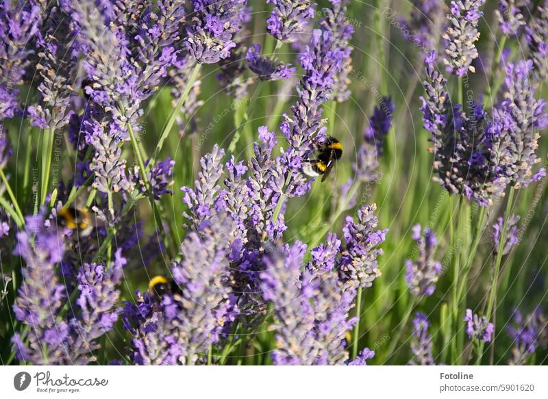 Swarming bumblebees in the lavender flowers Bumble bee Flower Insect Summer Blossom Plant Animal Garden Diligent Wild animal Lavender lavender blossom Green