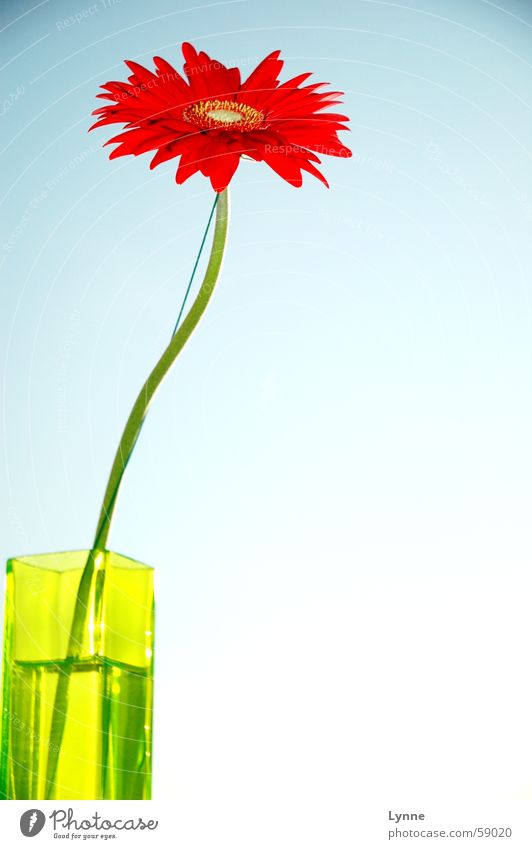 gerbera Red Green Gerbera Vase Spring Longing Leaf Flower Blue Sky Multicoloured Stalk