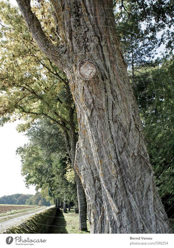 Old companion Summer Plant Tree Park Field Brown Gray Green Black White Tree bark Wall (barrier) Structures and shapes Wayside Time Past Age Life Trimmed