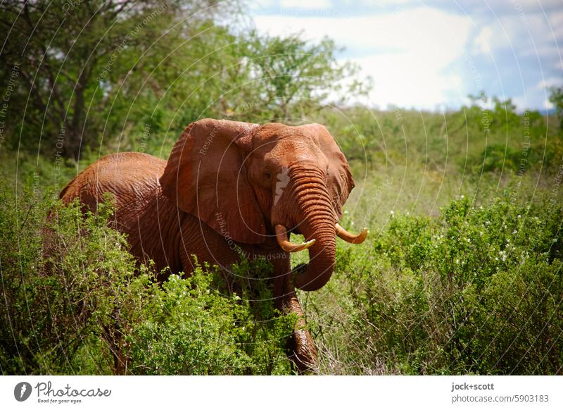 An elephant never forgets Elephant Wild animal Animal portrait Africa Safari Tsavo East National Park Kenya Exotic Savannah Sky Grass Mammal animal world