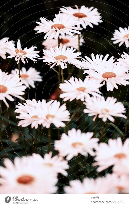 blooming daisies marguerites Daisy flowers daisy meadow blossom Summerflower summer meadow meadow flowers Summer Blossoms Garden plants wild plants wild flowers