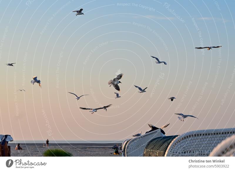 Waiting loop | Seagulls circle above the beach chair and wait for food feeding hungry Freedom hungry seagulls Grand piano Flying Sky Blue Animal Wild animal