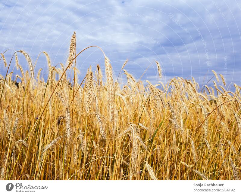 A field of grain and dark clouds in the sky. Thunderstorm. Grain Field Wheat Sky Clouds Storm clouds Cornfield Agriculture Wheatfield Agricultural crop