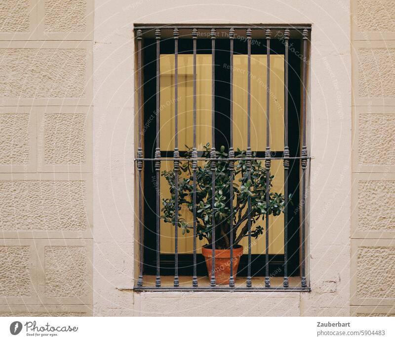 Money tree behind window grille money tree Pot plant Foliage plant Window latticed Hope Captured penned