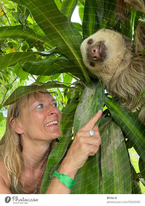 Woman with sloth color photograph Sloth Joy Human being Colour photo Joie de vivre (Vitality) Happy Costa Rica cahuita Adventure Trip Virgin forest Exceptional