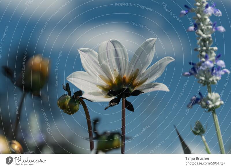 White garden dahlia against a blue sky Garden dahlia Blue sky garden flower Blossom dahlia blossom naturally heyday Ornamental flower flowering dahlia petals