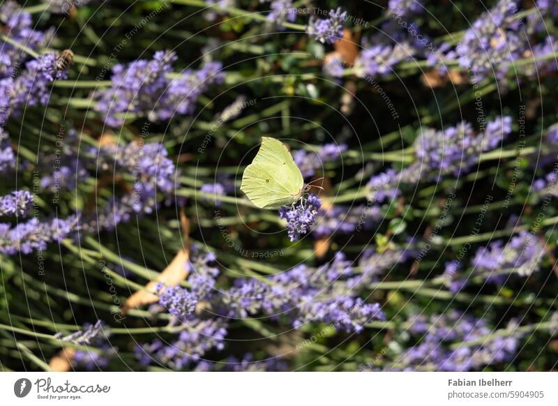 Lemon butterfly on flowering lavender Brimestone Butterfly Lavender butterflies Whiting Blossom Germany