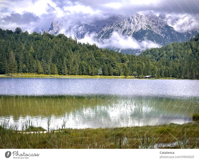 mountain lake be afloat Forest reed Juncus Calm Relaxation Idyll Environment Lakeside Water Sky Mountain Alps mountains Landscape Nature reflection Clouds Blue