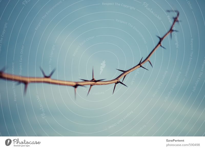 top image Environment Nature Sky Clouds Sun Sunlight Spring Summer Autumn Winter Beautiful weather Plant Blue Brown Sharp Point Thorny Acacia Robinia Branch