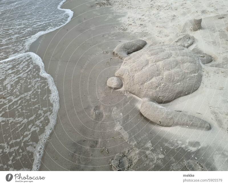 Back into the water Beach Ocean Sand Turtle Turles coast Shore leave Summer Vacation & Travel Baltic Sea Waves Nature Water Tourism Summer vacation Sandy beach