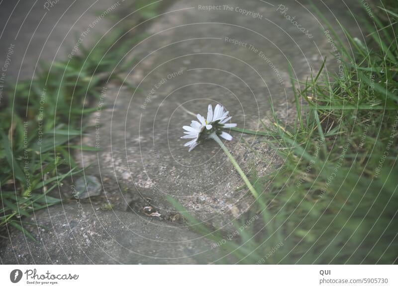 The poor daisy....ripped out and thrown away Daisy reclining Stone stones Grass from below Deposited Picked Forget Lonely unfortunate sad forsake sb./sth.