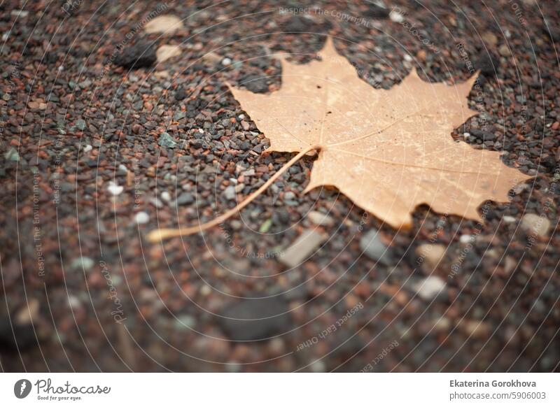 Autumn maple leaf laying on gravel outdoors autumn yellowing orange red decay stones solitude lonely sadness melancholy sorrow grief cold dank seasons weather