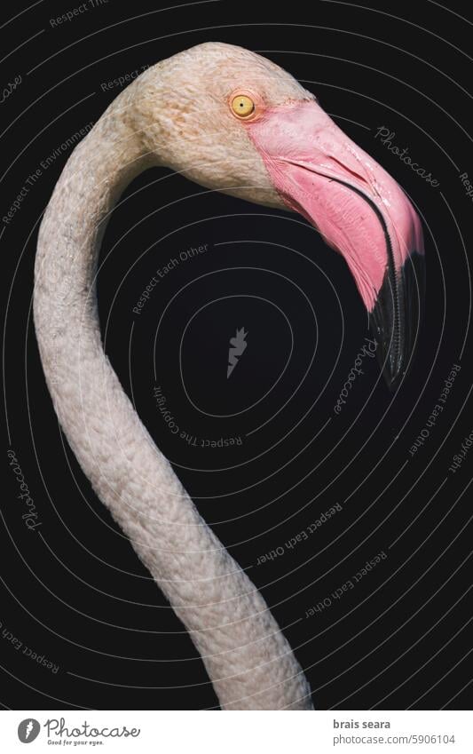 Greater Flamingo (phoenicopterus roseus) close portrait on Jully 11, 2024 in Ornithological Park of Pont de Gau, Camargue, France. drop animals wildlife