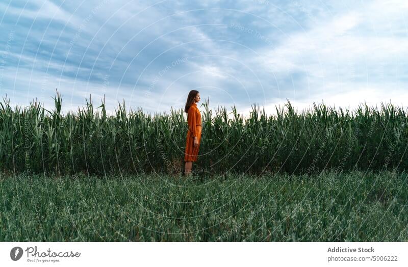 Woman in orange dress standing beside a cornfield woman brunette contemplative serene nature outdoors agriculture summer rural scenic peaceful calm female adult