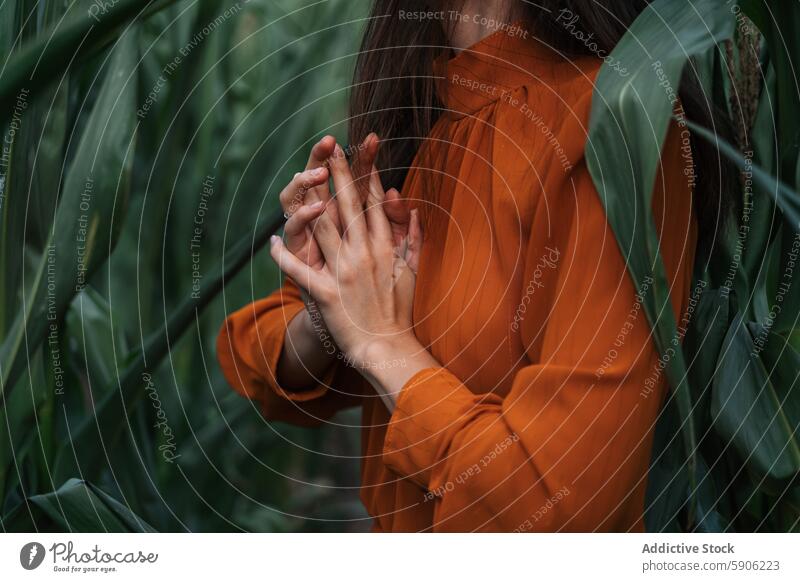 Woman with clasped hands amid green cornfield woman orange dress nature outdoors agriculture farm rural serene calm tranquil brunette unrecognizable anonymous