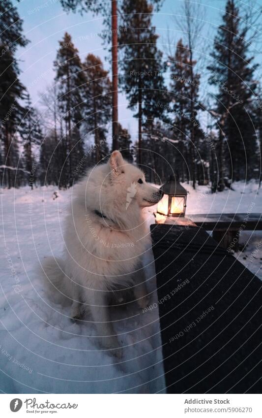 White Samoyed dog beside lantern in snowy Lapland samoyed winter lapland forest dusk cold white outdoor nature arctic twilight tranquil pet fluffy frost pine