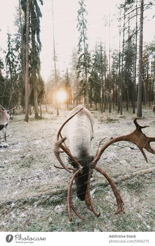 Majestic reindeer grazing in a sunlit Lapland forest lapland sunrise antler wildlife nature winter tree pine light golden tranquil scenic outdoor frost cold