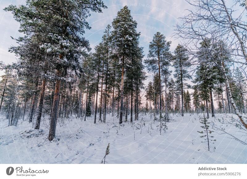 Winter sunrise in a snow-covered forest in Lapland winter lapland tree cold nature landscape outdoor tranquil frost wilderness pine scenery serene white weather