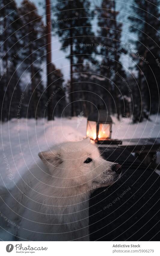 Samoyed dog beside lantern in snowy Lapland forest samoyed evening lapland arctic wilderness peaceful serene mystical winter white fluffy cold nature outdoor