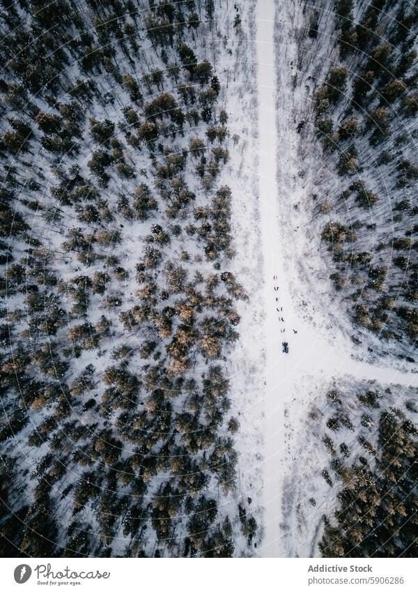 Aerial view of a snowy forest path in Lapland with hikers aerial view lapland nature adventure drone view exploration winter tree scenic remote outdoors cold