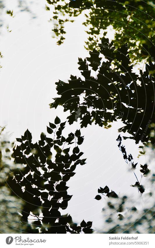 Trees reflected in mud puddle leaves water Reflection green summer Nature season Forest foliage landscape environment natural beautiful light Climate