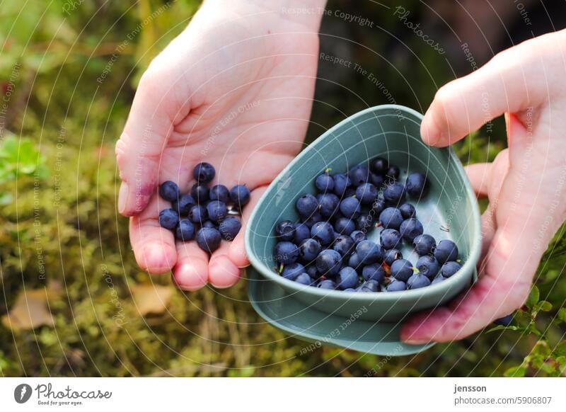 Hands sorting self-picked blueberries into a bowl hands Blueberry Fruit Berries Close-up Food Nutrition Organic produce Nature Fresh Colour photo naturally