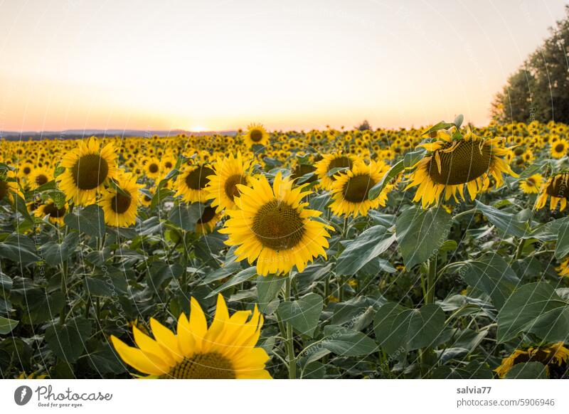 Sunflowers and sunset Sunflower field evening mood Sunset Landscape Nature Summer Yellow Flower Agricultural crop Sunlight Colour photo Blossoming Plant