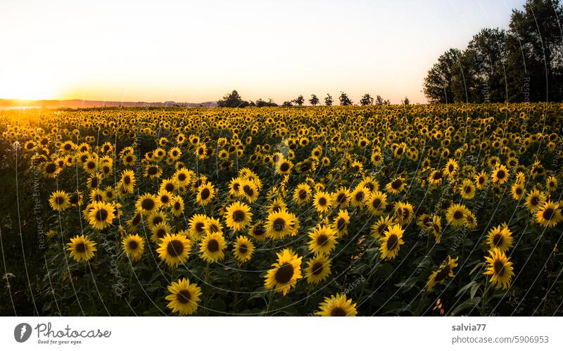 Sunflower field with setting sun evening mood Sunset Landscape Nature Sunflowers Summer Yellow Flower Agricultural crop Sunlight Colour photo Blossoming Plant