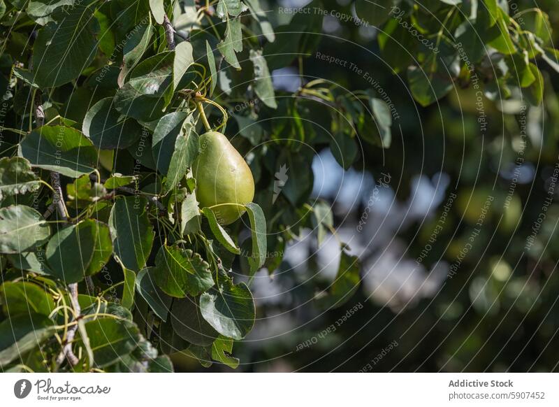 Ripening pear on tree in Castilla La Mancha farm fruit ripening lush leaves green castilla la mancha agriculture organic growth farming orchard produce natural